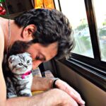 Mohamad Al Ahmad Instagram - my little baby boy #Scar #cats #cutecats #محمد_الأحمد #mohamad_al_ahmad