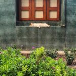 Mohsen Kiaei Instagram - خوابی چُنین میانه میدانم آرزوست ،