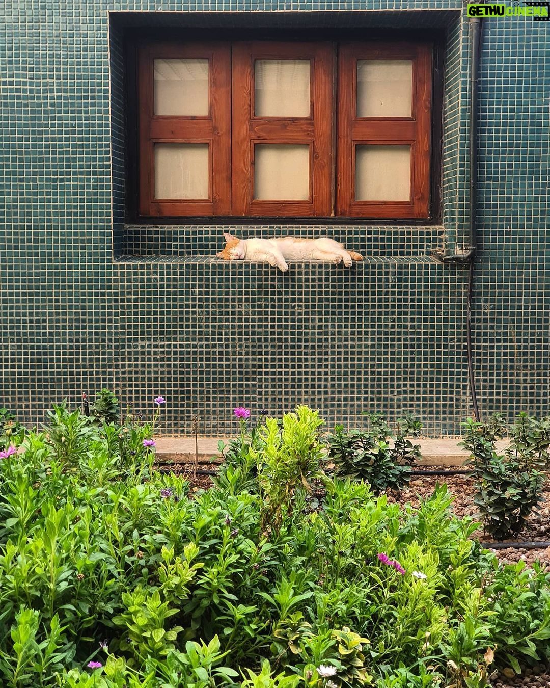 Mohsen Kiaei Instagram - خوابی چُنین میانه میدانم آرزوست ،