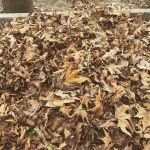 Mohsen Tanabande Instagram - . يه گربه تو عكسه🌷