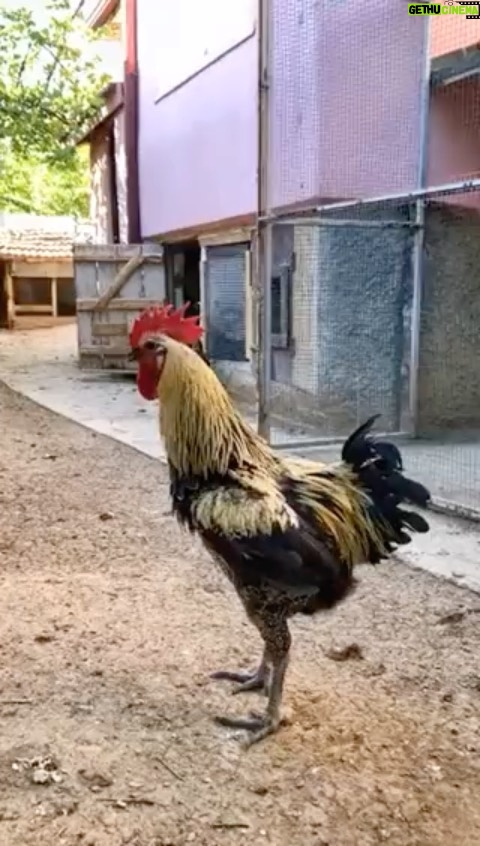 Mohsen Tanabande Instagram - . ديگه خروسم از مردي افتاد