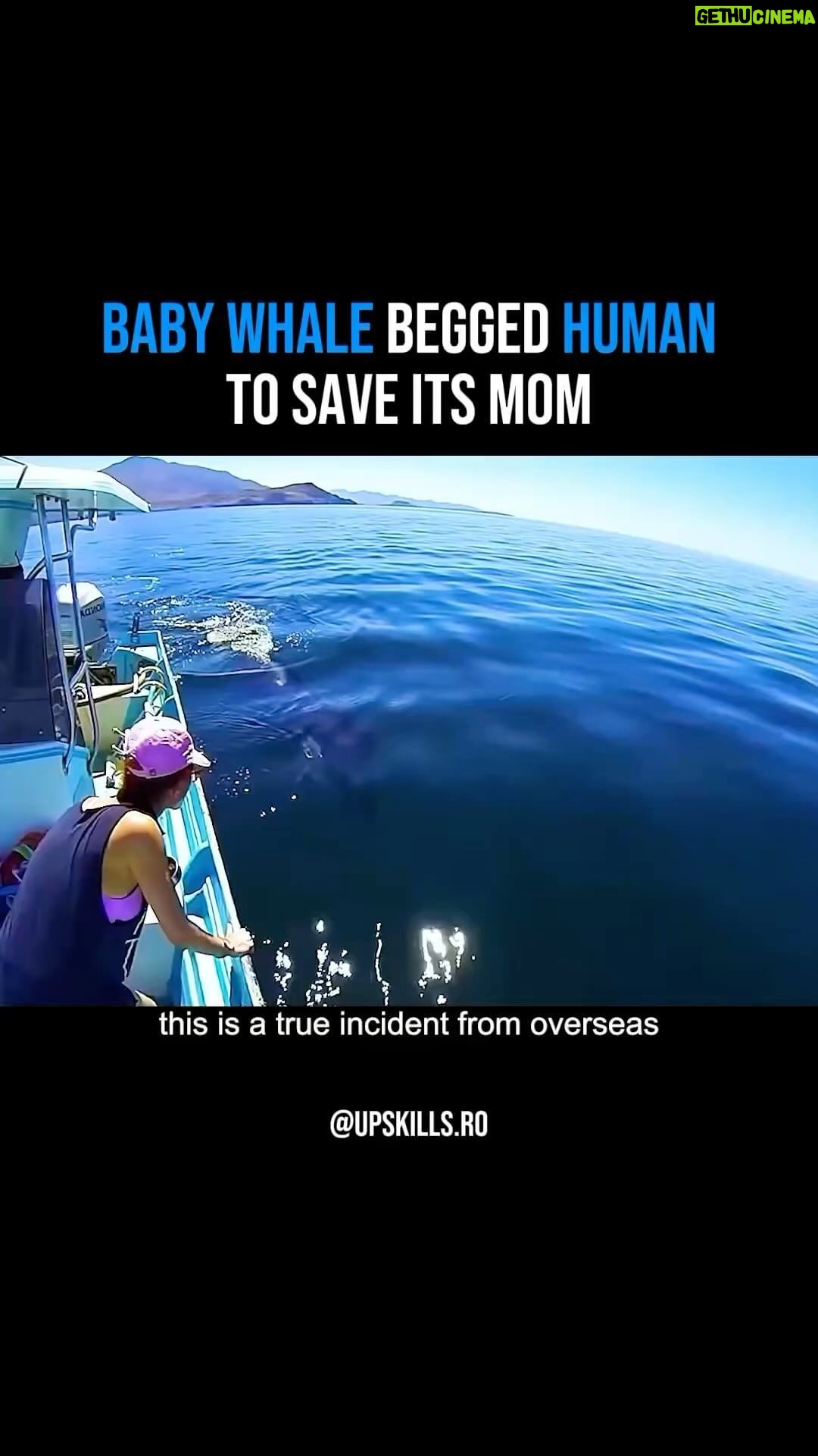 Morris Chestnut Instagram - That bond between mother and child is universal ♥️ 🔁 @upskills.ro : A baby killer whale was circling passing boats. Turns out it was begging for help Follow @upskills.ro for more content!🏆