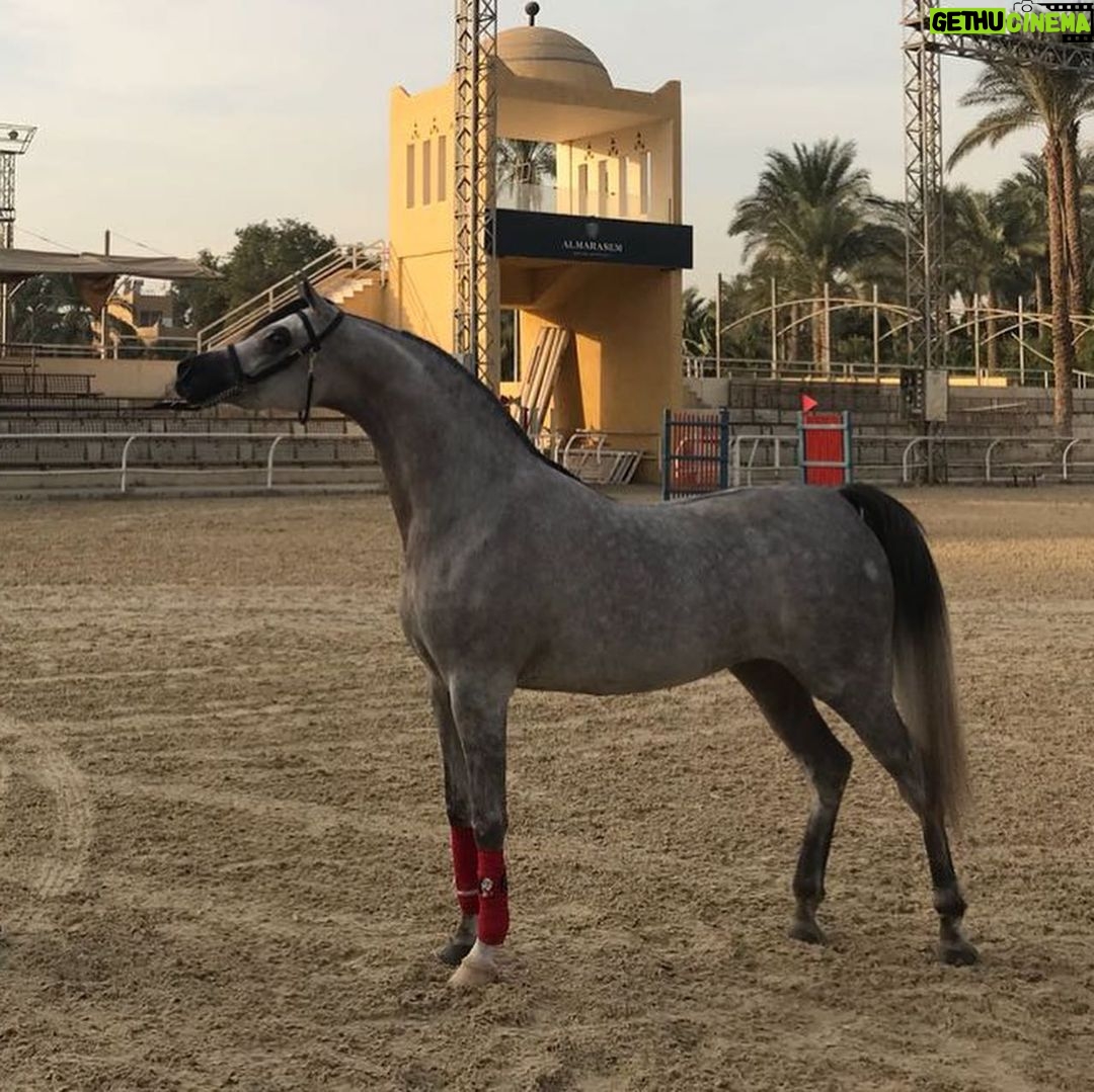 Mostafa Shaaban Instagram - ماشاء الله ..🙏لحظه تتويج البطله هيڤين بالبطوله الدوليه 🥇🏆2019