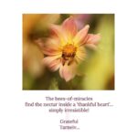 Mugdha Godse Instagram - @belly_group In the Master’s words ✨🙏🌷 PC @hemantjkhendilwal #bellymaster #TarneivJi #belly #bliss #bellymeditation #guru #gratitude #yoga #power #healer #transformation #affirm #words #mantra #chanting #live #magical #miraculous #myguru #light #grand #magnificent #powerful #practice #bellygroup #community #love