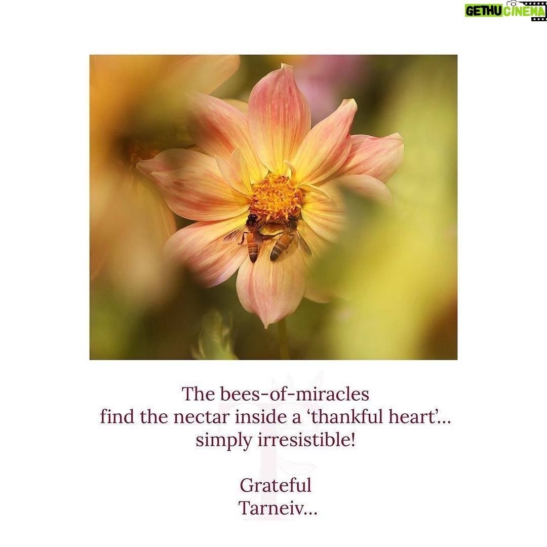 Mugdha Godse Instagram - @belly_group In the Master’s words ✨🙏🌷 PC @hemantjkhendilwal #bellymaster #TarneivJi #belly #bliss #bellymeditation #guru #gratitude #yoga #power #healer #transformation #affirm #words #mantra #chanting #live #magical #miraculous #myguru #light #grand #magnificent #powerful #practice #bellygroup #community #love