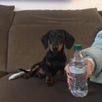 Nadia Toffa Instagram – Buongiorno ragazzi TotΓ³ con bottiglia dβacqua da mezzo litro e la sua amichetta Aida con bottiglia da un litro e mezzo π€£π€£ giovannona coscia lunga e coscia cortaπ€£π€£ Ma la scricciola TotΓ³ Γ¨ bellissima comunque. Nella botte piccola cβΓ¨ il buon vino. A me per esempio sono sempre piaciuti uomini alti come me (1.70) ππΏππΏ ci vediamo stasera a @redazioneiene π Smakkkk vi aspetto e nel frattempo buona giornata π€©π