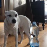 Nadia Toffa Instagram – Buongiorno ragazzi TotΓ³ con bottiglia dβacqua da mezzo litro e la sua amichetta Aida con bottiglia da un litro e mezzo π€£π€£ giovannona coscia lunga e coscia cortaπ€£π€£ Ma la scricciola TotΓ³ Γ¨ bellissima comunque. Nella botte piccola cβΓ¨ il buon vino. A me per esempio sono sempre piaciuti uomini alti come me (1.70) ππΏππΏ ci vediamo stasera a @redazioneiene π Smakkkk vi aspetto e nel frattempo buona giornata π€©π