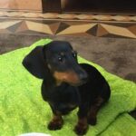 Nadia Toffa Instagram - Ciaoooo!! 😃Lei è la new entry in casa Toffa. Si chiama Totó (vi piace?) ed è femmina. Erano 6 cuccioli. Difficile mantenerli tutti e quindi perché non dare una mano alla signora che era la loro padrona che non poteva tenerli tutti. Viva gli animali. Tutti. Ti danno amore incondizionato. Amo i cani. Voi? Gatto o cane? Ne avete? Come si chiamano? #vivaglianimali #piuUmaniDegliUomini #amore #buongiornataatutti Tiene i piedi come me a papera! Identiche! Separate alla nascita…🤣🤣