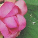 Nadia Toffa Instagram - Il loto è un fiore magico. Va aiutato ad aprirsi e cresce dal fango e lo stelo si allunga tantissimo per uscire dalla melma. Un fiore nobile che erge la testa orgoglioso. Una magia un incanto. #fiore sublime #rarità #unico #magico #daidiamantinonnasceniente #daletame #chemeraviglia #chebellasorpresa #grazie 🙏🏻