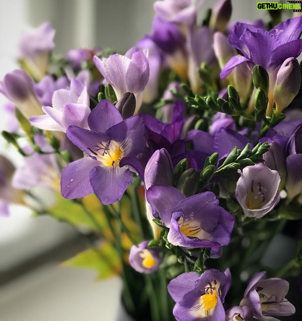 Nadia Toffa Instagram - La primavera in autunno! Ho ricevuto in dono un mazzo di #fresie un fiore che sa di buono, di una dolcezza discreta e delicata. Un fiore misterioso che non conoscevo. #chemeraviglia #quantabellezza #primaverainautunno #nofilter #fiorimagici