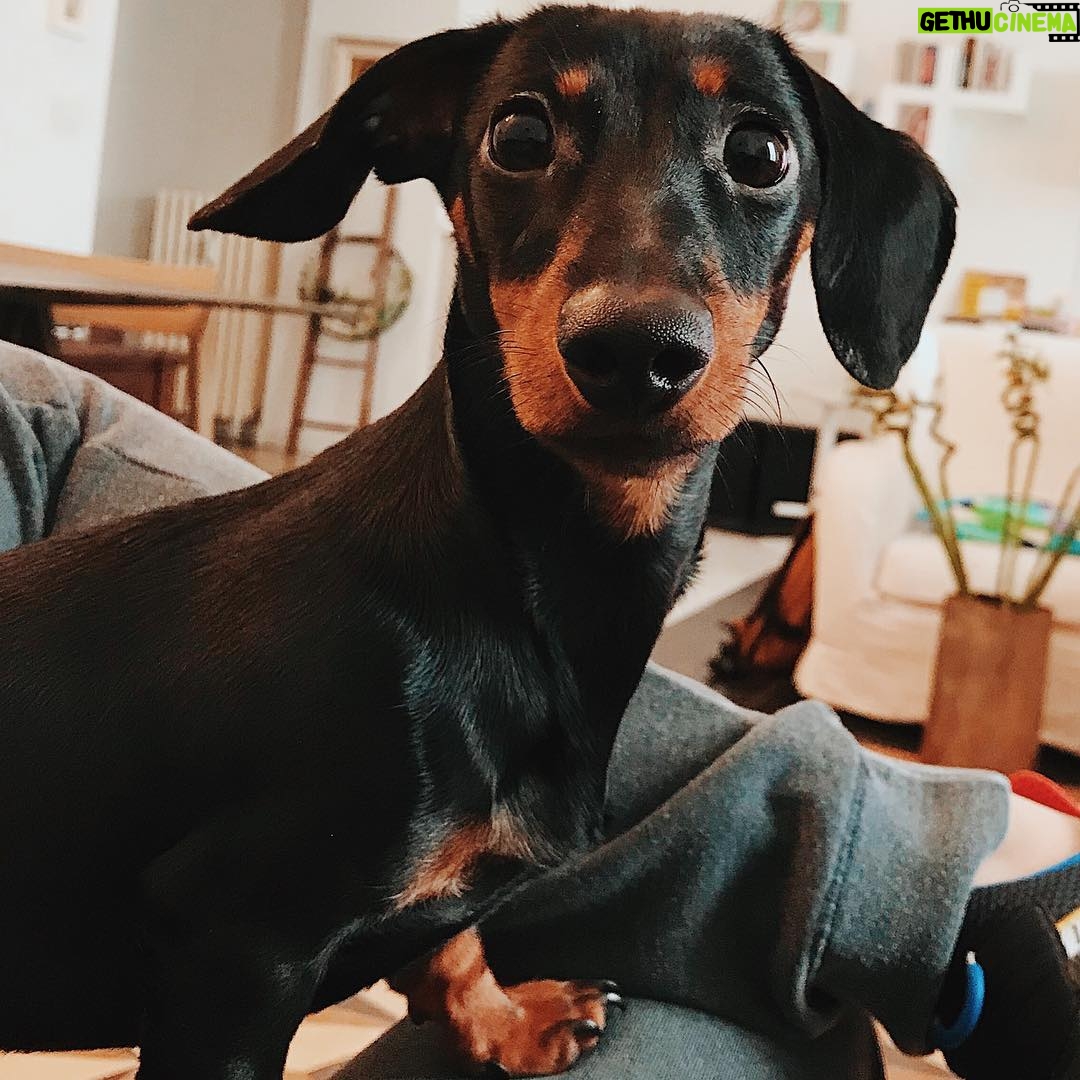 Nadia Toffa Instagram - Buongiorno a tutti voi! Io e Totó ci stiamo preparando per andare a Mediaset. Si sta facendo bella anche lei...adorabile creatura. Ci vediamo stasera a Le Iene. A dopo bella gente. Buona giornata ❤️ Milan, Italy