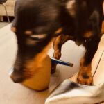Nadia Toffa Instagram - Ciao bella gente! La mia Totó domenica voleva condurre #leiene 🤣tacchi a spillo e via, all’arrembaggio! Mitica! La amo da impazzire. Buona serata! Che fate di bello? Io cenetta tranquilla a casa, con la mia principessa #totó 🐶