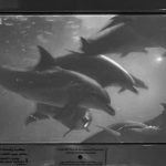 Nadine Lustre Instagram - incredible dolphin moments