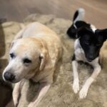 Namrata Shirodkar Instagram - Snoopy: Wake up, wake up 💭 Nobu: Not interested 😴 Snoopy: Please, please wake up Nobu: What is it…? Snoopy: Just want you to know I love you…❤️ Nobu: Whatever… 💤 @urstrulymahesh sitaraghattamaneni @gautamghattamaneni