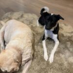 Namrata Shirodkar Instagram - Snoopy: Wake up, wake up 💭 Nobu: Not interested 😴 Snoopy: Please, please wake up Nobu: What is it…? Snoopy: Just want you to know I love you…❤️ Nobu: Whatever… 💤 @urstrulymahesh sitaraghattamaneni @gautamghattamaneni