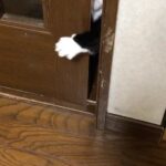 Nanase Nishino Instagram - 本当は扉開けることが出来るよ💪🐱