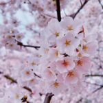 Naomi Watanabe Instagram - 初ワシントンD.C.🫶 全米桜祭りに行きました🌸 綺麗な満開大先生でした🥺🌸 友好の証に、日本からワシントンD.C.へ桜が寄贈されてから、今年で110年目らしいです🥰🌸 すっごい迫力の桜にちょっとウル🥲 でもぶっちゃけ、桜さんとの自撮りとてもむずいw どうしてもアングルが下からになるし、猫っ毛が顔にかかるから、なんか泣いたw そして1番泣いたのは、一緒に行った友達の お喋りモンスター、スーシーが ワシントンD.C.行くまでの移動時間もずっと喋ってたこと😂 私が音楽聞くね☺️ってイヤフォンしても喋ってた😂聞いてほしいわけではないのかな？wまじで意味がわからない😂 スーシーが喋るたびに、 さくらが早く散ってるような気がした😂😂 どれくらいお喋りかは、ストーリーアーカイブをご覧ください😅 私の友達は昔、マシンガントークに耐えられなくて、スーシーの口を直接手で押さえたらしいよ😂それでも喋ってたらしい😂 でも、そんなスーシーが大好きなんだ😍🌸 一緒に桜見れて嬉しいよ🥹 美味しいカニ食べてたら時間がなくなっちゃって、行きたい博物館が全部閉まっちゃった…🫠次は泊まりがけで、全ての博物館制覇します☺️ まじ、D.C.最高😍😍 もちろん、最後の写真はTinder行きだよ😊クソ盛れたからね😊一枚目にしよ😊 みんなは何枚めが好き？w (毎回聞くのなに？w) It was my first time in Washington D.C. I went to the Sakura Matsuri🌸 It was beautiful and in absolute full bloom🥺🌸 I heard that it’s been 110 years this year since Japan donated the cherry blossom trees to D.C. as a sign of friendship🥰🌸 Teared up a bit, seeing the impressive cherry blossoms🥲 It’s so hard taking selfies with them though – you have to shoot from the bottom up and because I have really soft hair, it gets in my face. It was so difficult – I think I cried a little lol And I cried the most because my friend that I went with, Sushi, is such a chatter machine and he talked his ass off the whole time while traveling to D.C.😂 I told him I was going to listen to some music and wore earphones but he still talked 😂 He doesn’t even need me to listen lol I don’t get it😂 Every time Sushi talked, it felt like the cherry blossom petals were quickly falling off 😂😂 My friend told me that she couldn’t deal with his talkativeness anymore so she just went in and put her hand over his mouth to physically shut him up😂He still continued to talk, obviously😂 I still love Sushi though😍🌸 I was still happy to be able to see the cherry blossoms together🥹 We took too long devouring the delicious crabs and we couldn’t make it to the museum we wanted to go to… I’m going to stay the night next time and go to all the museums that I wanted to go to ☺️ D.C. was amazing foreal😍😍 Of course, the last photo will be used as my Tinder profile😊I look good right😊It’s going to be my first pic on my profile😊 Which photo do y’all like the best? Lol