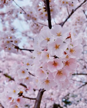 Naomi Watanabe Instagram - 初ワシントンD.C.🫶
全米桜祭りに行きました🌸
綺麗な満開大先生でした🥺🌸

友好の証に、日本からワシントンD.C.へ桜が寄贈されてから、今年で110年目らしいです🥰🌸
すっごい迫力の桜にちょっとウル🥲

でもぶっちゃけ、桜さんとの自撮りとてもむずいw どうしてもアングルが下からになるし、猫っ毛が顔にかかるから、なんか泣いたw

そして1番泣いたのは、一緒に行った友達の
お喋りモンスター、スーシーが
ワシントンD.C.行くまでの移動時間もずっと喋ってたこと😂
私が音楽聞くね☺️ってイヤフォンしても喋ってた😂聞いてほしいわけではないのかな？wまじで意味がわからない😂

スーシーが喋るたびに、
さくらが早く散ってるような気がした😂😂
どれくらいお喋りかは、ストーリーアーカイブをご覧ください😅

私の友達は昔、マシンガントークに耐えられなくて、スーシーの口を直接手で押さえたらしいよ😂それでも喋ってたらしい😂

でも、そんなスーシーが大好きなんだ😍🌸
一緒に桜見れて嬉しいよ🥹

美味しいカニ食べてたら時間がなくなっちゃって、行きたい博物館が全部閉まっちゃった…🫠次は泊まりがけで、全ての博物館制覇します☺️

まじ、D.C.最高😍😍

もちろん、最後の写真はTinder行きだよ😊クソ盛れたからね😊一枚目にしよ😊

みんなは何枚めが好き？w
(毎回聞くのなに？w)

It was my first time in Washington D.C.
I went to the Sakura Matsuri🌸
It was beautiful and in absolute full bloom🥺🌸

I heard that it’s been 110 years this year since Japan donated the cherry blossom trees to D.C. as a sign of friendship🥰🌸
Teared up a bit, seeing the impressive cherry blossoms🥲

It’s so hard taking selfies with them though – you have to shoot from the bottom up and because I have really soft hair, it gets in my face. It was so difficult – I think I cried a little lol

And I cried the most because my friend that I went with, Sushi, is such a chatter machine and he talked his ass off the whole time while traveling to D.C.😂 I told him I was going to listen to some music and wore earphones but he still talked 😂 He doesn’t even need me to listen lol I don’t get it😂

Every time Sushi talked, it felt like the cherry blossom petals were quickly falling off
😂😂 My friend told me that she couldn’t deal with his talkativeness anymore so she just went in and put her hand over his mouth to physically shut him up😂He still continued to talk, obviously😂

I still love Sushi though😍🌸
I was still happy to be able to see the cherry blossoms together🥹

We took too long devouring the delicious crabs and we couldn’t make it to the museum we wanted to go to… I’m going to stay the night next time and go to all the museums that I wanted to go to ☺️
D.C. was amazing foreal😍😍

Of course, the last photo will be used as my Tinder profile😊I look good right😊It’s going to be my first pic on my profile😊
Which photo do y’all like the best? Lol