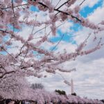 Naomi Watanabe Instagram - 初ワシントンD.C.🫶 全米桜祭りに行きました🌸 綺麗な満開大先生でした🥺🌸 友好の証に、日本からワシントンD.C.へ桜が寄贈されてから、今年で110年目らしいです🥰🌸 すっごい迫力の桜にちょっとウル🥲 でもぶっちゃけ、桜さんとの自撮りとてもむずいw どうしてもアングルが下からになるし、猫っ毛が顔にかかるから、なんか泣いたw そして1番泣いたのは、一緒に行った友達の お喋りモンスター、スーシーが ワシントンD.C.行くまでの移動時間もずっと喋ってたこと😂 私が音楽聞くね☺️ってイヤフォンしても喋ってた😂聞いてほしいわけではないのかな？wまじで意味がわからない😂 スーシーが喋るたびに、 さくらが早く散ってるような気がした😂😂 どれくらいお喋りかは、ストーリーアーカイブをご覧ください😅 私の友達は昔、マシンガントークに耐えられなくて、スーシーの口を直接手で押さえたらしいよ😂それでも喋ってたらしい😂 でも、そんなスーシーが大好きなんだ😍🌸 一緒に桜見れて嬉しいよ🥹 美味しいカニ食べてたら時間がなくなっちゃって、行きたい博物館が全部閉まっちゃった…🫠次は泊まりがけで、全ての博物館制覇します☺️ まじ、D.C.最高😍😍 もちろん、最後の写真はTinder行きだよ😊クソ盛れたからね😊一枚目にしよ😊 みんなは何枚めが好き？w (毎回聞くのなに？w) It was my first time in Washington D.C. I went to the Sakura Matsuri🌸 It was beautiful and in absolute full bloom🥺🌸 I heard that it’s been 110 years this year since Japan donated the cherry blossom trees to D.C. as a sign of friendship🥰🌸 Teared up a bit, seeing the impressive cherry blossoms🥲 It’s so hard taking selfies with them though – you have to shoot from the bottom up and because I have really soft hair, it gets in my face. It was so difficult – I think I cried a little lol And I cried the most because my friend that I went with, Sushi, is such a chatter machine and he talked his ass off the whole time while traveling to D.C.😂 I told him I was going to listen to some music and wore earphones but he still talked 😂 He doesn’t even need me to listen lol I don’t get it😂 Every time Sushi talked, it felt like the cherry blossom petals were quickly falling off 😂😂 My friend told me that she couldn’t deal with his talkativeness anymore so she just went in and put her hand over his mouth to physically shut him up😂He still continued to talk, obviously😂 I still love Sushi though😍🌸 I was still happy to be able to see the cherry blossoms together🥹 We took too long devouring the delicious crabs and we couldn’t make it to the museum we wanted to go to… I’m going to stay the night next time and go to all the museums that I wanted to go to ☺️ D.C. was amazing foreal😍😍 Of course, the last photo will be used as my Tinder profile😊I look good right😊It’s going to be my first pic on my profile😊 Which photo do y’all like the best? Lol