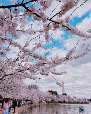 Naomi Watanabe Instagram - 初ワシントンD.C.🫶
全米桜祭りに行きました🌸
綺麗な満開大先生でした🥺🌸

友好の証に、日本からワシントンD.C.へ桜が寄贈されてから、今年で110年目らしいです🥰🌸
すっごい迫力の桜にちょっとウル🥲

でもぶっちゃけ、桜さんとの自撮りとてもむずいw どうしてもアングルが下からになるし、猫っ毛が顔にかかるから、なんか泣いたw

そして1番泣いたのは、一緒に行った友達の
お喋りモンスター、スーシーが
ワシントンD.C.行くまでの移動時間もずっと喋ってたこと😂
私が音楽聞くね☺️ってイヤフォンしても喋ってた😂聞いてほしいわけではないのかな？wまじで意味がわからない😂

スーシーが喋るたびに、
さくらが早く散ってるような気がした😂😂
どれくらいお喋りかは、ストーリーアーカイブをご覧ください😅

私の友達は昔、マシンガントークに耐えられなくて、スーシーの口を直接手で押さえたらしいよ😂それでも喋ってたらしい😂

でも、そんなスーシーが大好きなんだ😍🌸
一緒に桜見れて嬉しいよ🥹

美味しいカニ食べてたら時間がなくなっちゃって、行きたい博物館が全部閉まっちゃった…🫠次は泊まりがけで、全ての博物館制覇します☺️

まじ、D.C.最高😍😍

もちろん、最後の写真はTinder行きだよ😊クソ盛れたからね😊一枚目にしよ😊

みんなは何枚めが好き？w
(毎回聞くのなに？w)

It was my first time in Washington D.C.
I went to the Sakura Matsuri🌸
It was beautiful and in absolute full bloom🥺🌸

I heard that it’s been 110 years this year since Japan donated the cherry blossom trees to D.C. as a sign of friendship🥰🌸
Teared up a bit, seeing the impressive cherry blossoms🥲

It’s so hard taking selfies with them though – you have to shoot from the bottom up and because I have really soft hair, it gets in my face. It was so difficult – I think I cried a little lol

And I cried the most because my friend that I went with, Sushi, is such a chatter machine and he talked his ass off the whole time while traveling to D.C.😂 I told him I was going to listen to some music and wore earphones but he still talked 😂 He doesn’t even need me to listen lol I don’t get it😂

Every time Sushi talked, it felt like the cherry blossom petals were quickly falling off
😂😂 My friend told me that she couldn’t deal with his talkativeness anymore so she just went in and put her hand over his mouth to physically shut him up😂He still continued to talk, obviously😂

I still love Sushi though😍🌸
I was still happy to be able to see the cherry blossoms together🥹

We took too long devouring the delicious crabs and we couldn’t make it to the museum we wanted to go to… I’m going to stay the night next time and go to all the museums that I wanted to go to ☺️
D.C. was amazing foreal😍😍

Of course, the last photo will be used as my Tinder profile😊I look good right😊It’s going to be my first pic on my profile😊
Which photo do y’all like the best? Lol