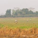 Narendra Modi Instagram - Splendid Kaziranga! #IncredibleIndia