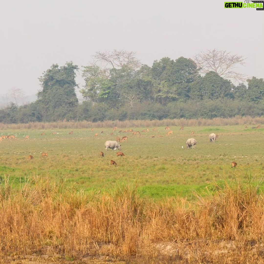 Narendra Modi Instagram - Splendid Kaziranga! #IncredibleIndia