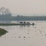 Narendra Modi Instagram – Splendid Kaziranga! #IncredibleIndia