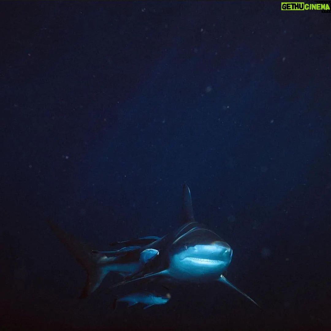 Nasty C Instagram - So apparently a lot of people think this scene from “Endless” was CGI & that I wasn’t really in the ocean WITH SHARKS! I can’t assure you it’s all 1000000% !! Go have a look on YouTube