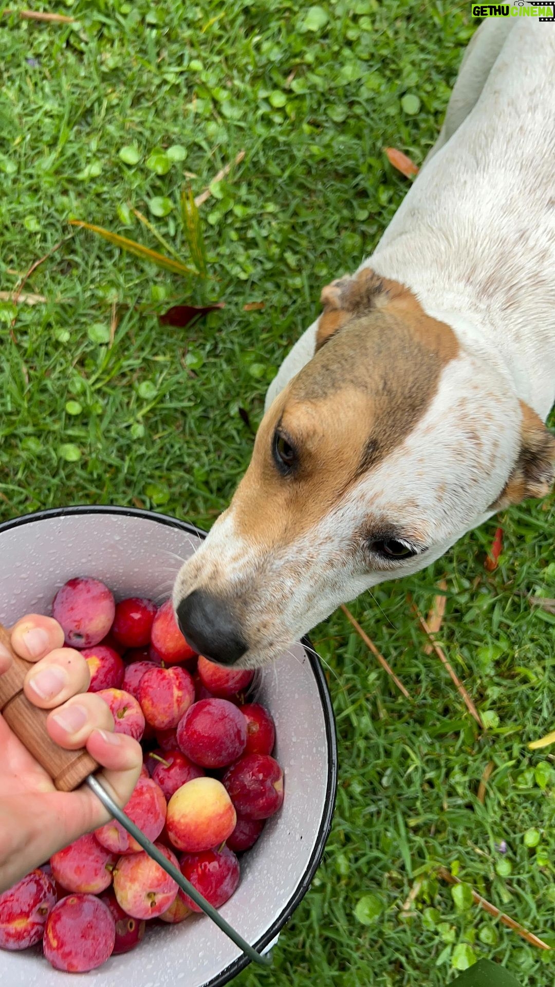 Natalia Oreiro Instagram - Hacemos mermelada de ciruelas Coca?