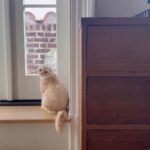 Nate Berkus Instagram - It’s Olive’s world 🐈