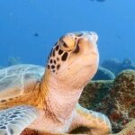 Nathalie Boltt Instagram - Just released: 24 hours of coral reefscapes on our YouTube channel.⁠ ⁠ Experience the serenity and beauty of the #underwater world from the comfort of your own home. Indulge your senses and escape into this visual masterpiece – a treat for nature enthusiasts and relaxation seekers alike.⁠ ⁠ Unwind at the link in our bio. #asmr #relax #reef #turtle