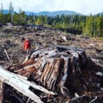 Nathalie Boltt Instagram - A shocking disappointment. Where do the government’s priorities lie? @davidebybc @governmentofbc - Repost from @ancientforestalliance • Yesterday the @bcndp announced its Budget 2023 and failed to allocate critical funding for old-growth protection, missing an historic opportunity to use its multi-billion dollar budget surplus to help safeguard critically endangered old-growth forests and ecosystems. In the short term, at least $120 million in “solutions space” funding is needed to help offset lost logging revenues for First Nations who accept temporary logging deferrals in the most at-risk old-growth forests, as identified by the government’s independent science panel, the Technical Advisory Panel. Meanwhile, in the long term, at least $300 million in conservation financing is needed from the province to support First Nations’ sustainable economic development, stewardship jobs, and creation of new Indigenous Protected and Conserved Areas linked to protecting the most at-risk old-growth forests and ecosystems. Support for forestry workers and contractors, as well as legally defined compensation for major licensees, would be above and beyond this total. @davidebybc has committed to ‘accelerating’ the government’s efforts on old-growth, to protect 30% of BC by 2030, and create a conservation financing mechanism to protect old-growth forests and the most biodiverse areas. Allocating significant funding in this budget would have been the gas in the tank to accelerate those commitments forward. Instead, the conservation fund remains empty and the expectation so far is that philanthropic donations. The province must put in its fair share. Send a Message calling for funding and read our full press release, both at the 🔗 in our bio. 📷 @tjwatt – Old-growth logging on northern Vancouver Island #oldgrowth #budget2023 #conservationfinancing #mediarelease #bcpoli #bcbigtrees #ancientforest #conservation #naturebasedsolutions #worthmorestanding