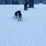 Nathalie Boltt Instagram - Skate-skiing is way more adventurous than I thought! Eh @drmichelekambolis ?! #seeyalaterskater #muchMUCHlater #whereisnathalie? #whereismyphone? #wherearemyboots? #WTFisgoingonwithmyskis?! 😂🤡