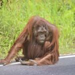 Nathalie Boltt Instagram - Begging for food on the edge of their destroyed forest. Every image shatters my heart. There is so much that a small donation and opening your heart to this crisis can do. Link in bio. Orangutan 🦧🙏🏽❤️😢 Repost from @theorangutanproject • Heartbreaking News: Two more orangutans found in crisis 😞 We’re saddened to share that two male orangutans, estimated at 10-15 years old, were recently rescued as they begged for food by the side of the road. Due to habitat loss, their forest home no longer provides enough sustenance, leaving them at risk of starvation and even being hit by vehicles. These exhausted males have arrived at our BORA centre in a frail state, desperate for emergency medical care. They face the same challenges as others we’ve rescued: blood tests to screen for diseases acquired from contact with humans. With the growing number of starving orangutans in our care, we urgently need more veterinary resources. There are more orangutans on their way, and it’s a race against time to provide the life-saving care they need. 🙏 Please consider making an emergency donation today. Our Hunger Crisis Appeal has been extended until 31 October as the rescues continue to pour in. Donate via the link in the bio. Your contribution, no matter the amount, will have an immediate impact as we battle this crisis. Help us save these incredible creatures from the brink. 🌍❤️ #OrangutanRescue #HungerCrisisAppeal #EmergencyDonation #SavingOrangutans