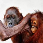 Nathalie Boltt Instagram - I have donated. The hunger crisis that these orangutan mothers and their tiny babies have endured is beyond comprehension. Cut off from forests (by palm oil company deforestation 👿 ) and stuck in small clumps of trees that cannot support their nutritional needs, these orangutan were wasting away until @theorangutanproject stepped in. The orangutan project is legit. It supports rescue and recovery as well as other charities, organizations and communities all working together to save the once mighty orangutan from extinction. Look into her eyes. She is just like you and me. Just silent. Just gentle. Just trying to live. Please share and donate if you can 🙏🏽