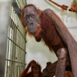 Nathalie Boltt Instagram - I have donated. The hunger crisis that these orangutan mothers and their tiny babies have endured is beyond comprehension. Cut off from forests (by palm oil company deforestation 👿 ) and stuck in small clumps of trees that cannot support their nutritional needs, these orangutan were wasting away until @theorangutanproject stepped in. The orangutan project is legit. It supports rescue and recovery as well as other charities, organizations and communities all working together to save the once mighty orangutan from extinction. Look into her eyes. She is just like you and me. Just silent. Just gentle. Just trying to live. Please share and donate if you can 🙏🏽