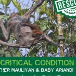 Nathalie Boltt Instagram - I have donated. The hunger crisis that these orangutan mothers and their tiny babies have endured is beyond comprehension. Cut off from forests (by palm oil company deforestation 👿 ) and stuck in small clumps of trees that cannot support their nutritional needs, these orangutan were wasting away until @theorangutanproject stepped in. The orangutan project is legit. It supports rescue and recovery as well as other charities, organizations and communities all working together to save the once mighty orangutan from extinction. Look into her eyes. She is just like you and me. Just silent. Just gentle. Just trying to live. Please share and donate if you can 🙏🏽