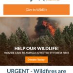 Nathalie Boltt Instagram – For the many who want to help @wildliferescuebc the link is in my bio. To help humans affected by fires (including food and shelter for the displaced and their pets)  in Yellowknife and Kelowna  go to www.canadahelps.org – I’m moved by the generosity and caring spirit in response to this calamity. Crisis does bring out the best in humans too.🫶