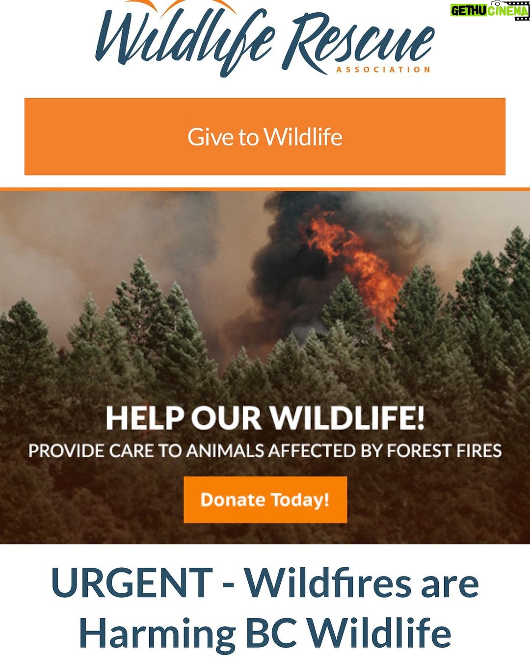 Nathalie Boltt Instagram - For the many who want to help @wildliferescuebc the link is in my bio. To help humans affected by fires (including food and shelter for the displaced and their pets) in Yellowknife and Kelowna go to www.canadahelps.org - I’m moved by the generosity and caring spirit in response to this calamity. Crisis does bring out the best in humans too.🫶