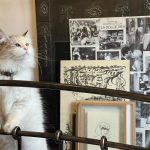Nathalie Emmanuel Instagram - Yes I have art to hang but look at my cat…. Look at her…. Look. Look at it. Look at my cat!!! 🤣🥺😩😍🥰 #agathadee😼 #Surveyingherdomain #everythingthelighttouches #andeverythingelse