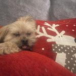 Nathalie Emmanuel Instagram - Merry Christmas 🐶🦌❄️😴🤫🎄#DoggyDrake