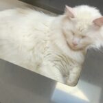 Nathan Fillion Instagram – Some cats enjoy water. To find out which, there’s a simple test.