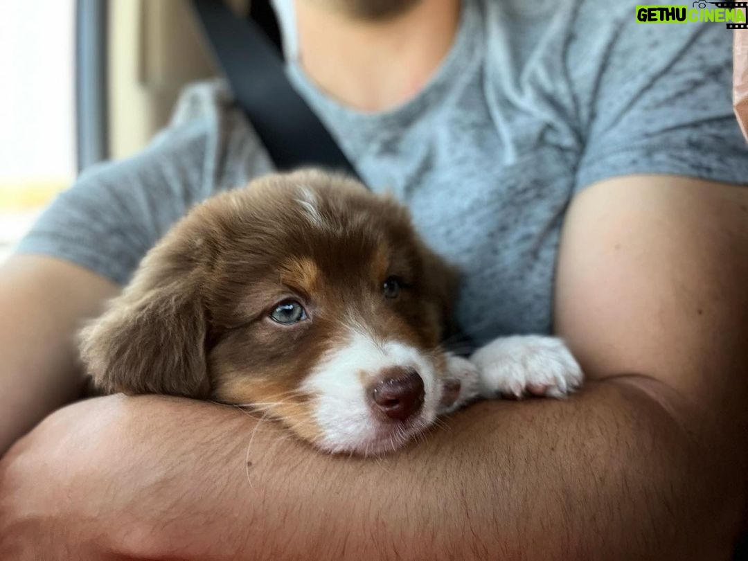Nathan Kress Instagram - Everybody say hi to Penny 🥰 Welcome home, girl. Stole my heart in 2 minutes flat.