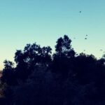 Nathan Kress Instagram - I get why they call this a "murder of crows". So friggin creepy