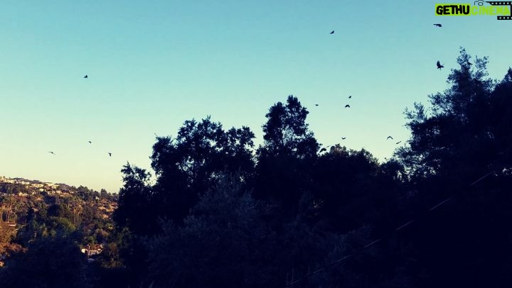 Nathan Kress Instagram - I get why they call this a "murder of crows". So friggin creepy