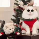 Natouch Siripongthon Instagram - It’s beginning to look a lot like Christmas 🎅🏻 🎄