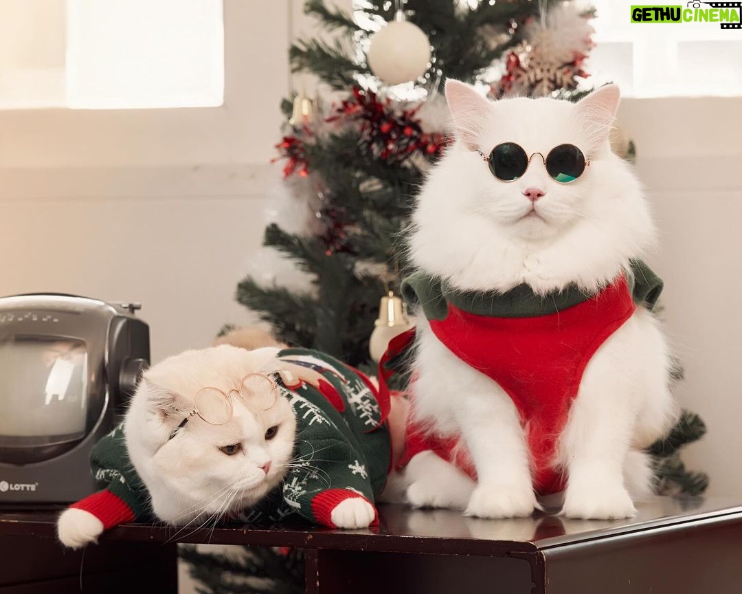 Natouch Siripongthon Instagram - Itβs beginning to look a lot like Christmas π
π» π