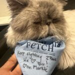 Nattie Katherine Neidhart-Wilson Instagram - Thank you so much @fetchveterinary and Dr Merkle and the entire staff at Fetch Veterinary for taking such incredible care of @2pawz these last few weeks. 2pawz was diagnosed with an aggressive cancer in early December. We had to act fast to try to help him in any way that we could. The love and care shown to him by this clinic was exceptional. I can’t say how much I appreciated it. If you have animals, you know how very special they are to a family. They are family. ❤️ This week 2Pawz finished his radiation. He will stay on chemotherapy for a while and now he is on the road to recovery. He’s very excited for a good Christmas. ❤️🙏