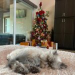 Nattie Katherine Neidhart-Wilson Instagram - It’s not what’s under the tree, but who’s around it. ❤️🎄 @harttotable @kristinculbreth @tjwilson711 @ellie_neidhart @2pawz