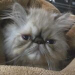 Nattie Katherine Neidhart-Wilson Instagram - It’s been so hard to say goodbye to you, Makaveli. I can’t believe how hard it was for us to let you go. You’ve been such a great boy and really there for us through so much. Maki’s been such a special and important part of our family for ten years. He has always been such a good little sport through everything including keeping the other kitties in the house in line. What I love the most about Maki is how he has made friends with every cat in the house (like Piglet!) and has such a special bond with everyone he meets. He’s got a heart of gold. We’re gonna cherish all the great memories we had with you, Maki, because you gave us so many wonderful moments. You also fought very hard for several years and we will always have your back, Maki. We love you so much, Makadoodle🤍 @tjwilson711 @2pawz